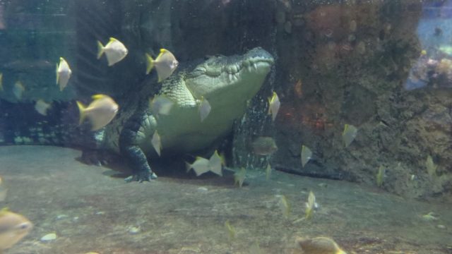 Alligator at the Aquarium in the Dubai Mall